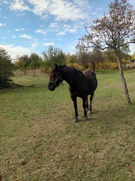 Vind iapà cuminte gestalt virstà8 ani