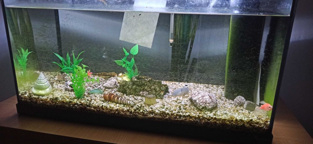 Vând acvariu 54 l