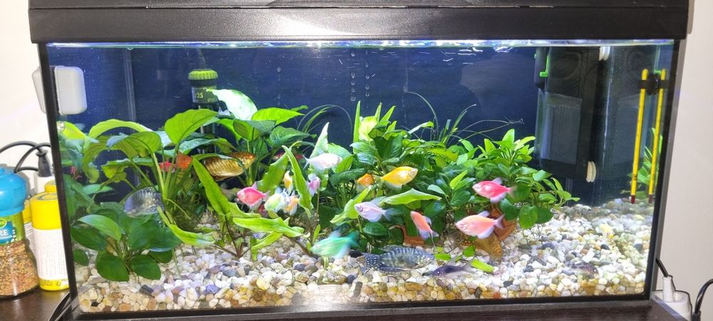 Vand 2 acvarii ciclate de 2 ani complete