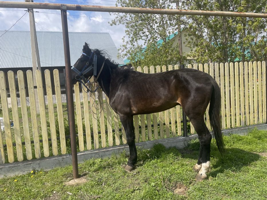 Жылқы сатылады.,!