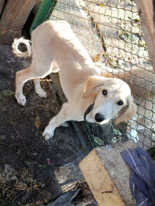 В добрые руки!!!