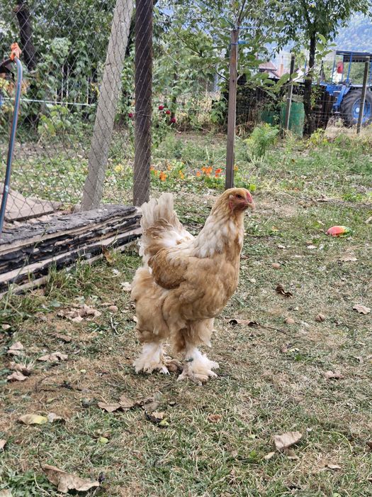 Găini Brahma Lemon