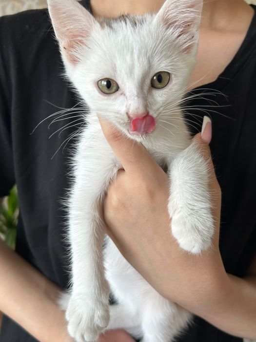 отдам котенка в добрые руки