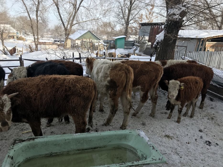 Село Аймен ул Мира1/1