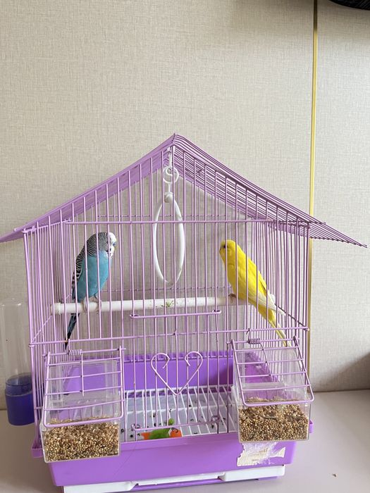 попугаичики 1 мальчик 1 девочка