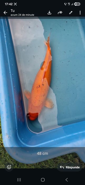 Crap  koi maturi