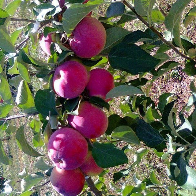 ОЛМА Кучатларини 14 хил сорти бор сортига падвойига кафолат берамиз