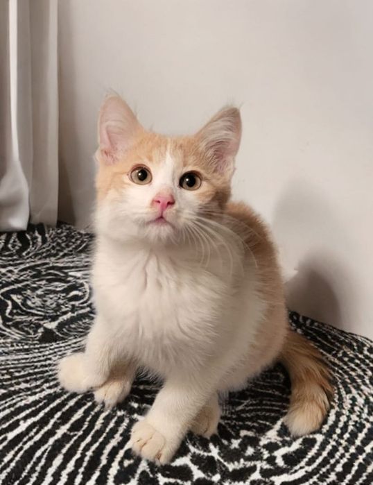 Ищем дом для котят!