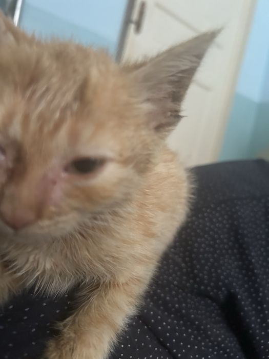Отдается котенок в добрые руки