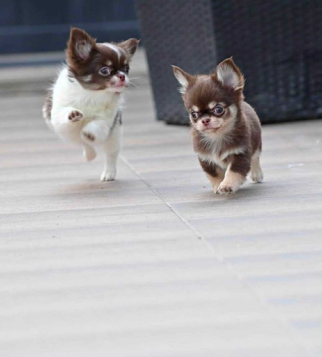 Мъжки дългокосмести мини чихуахуа шоколадови