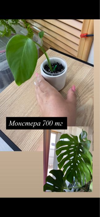 Цветы комнатные разные