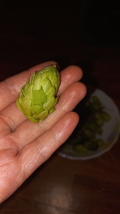 Продам очень полезный Хмель шишки