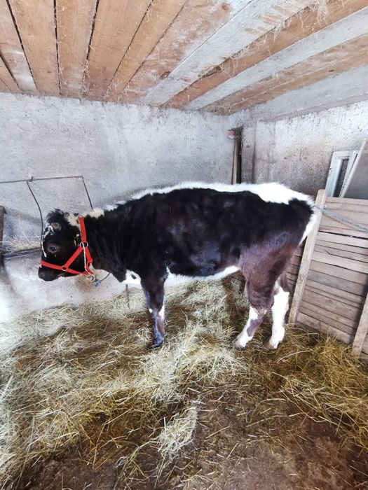 De vanzare doua junici de prasila sau de abator preț informativ 11000r