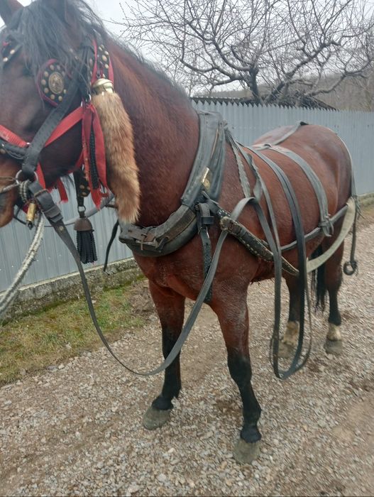 De vanzare cal de 3 ani