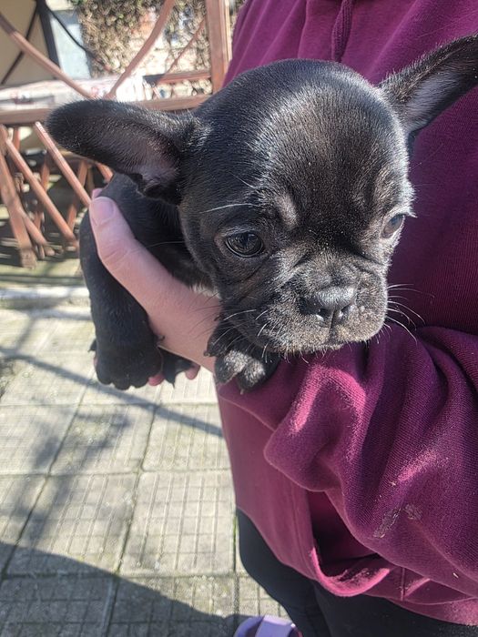 Френски  Булдог French bulldog