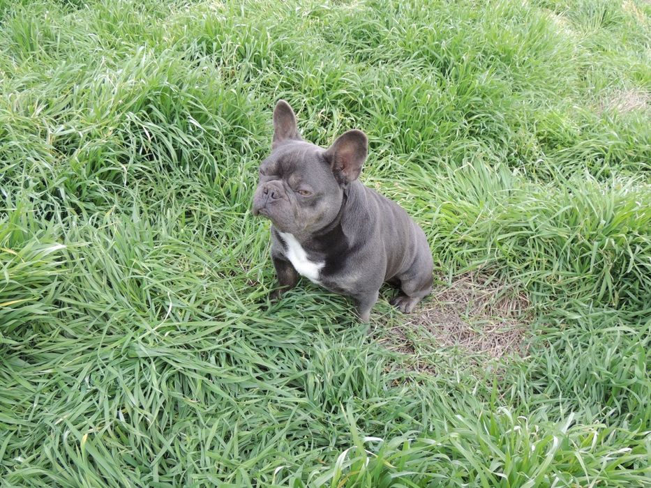 Жених французского бульдога ищет невесту !