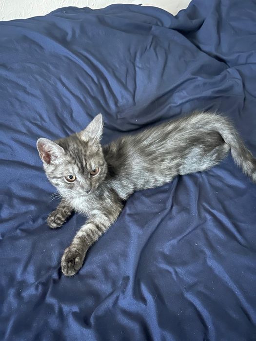 Отдам котенка в добрые руки. К лотку приучина. Лоток корм в подарок.