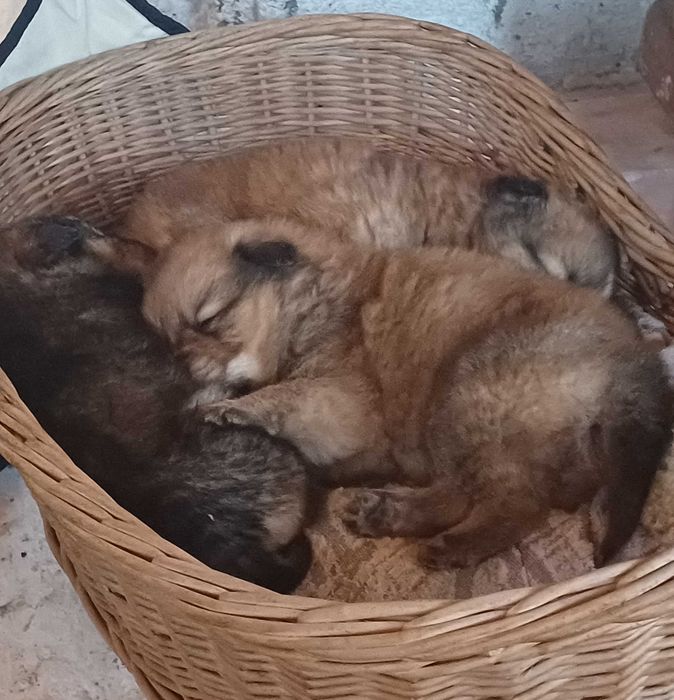 Catei tineri de donat!