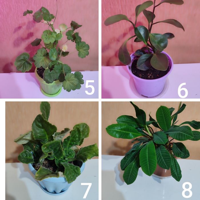 Продам растения и цветы