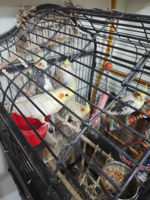 Продам  попугаев корелла, можно приручить , молодняк