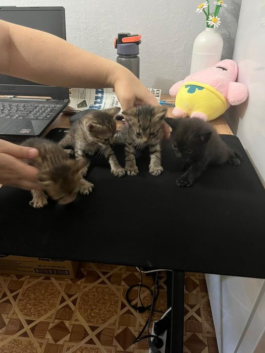 Отдам  котята домашние