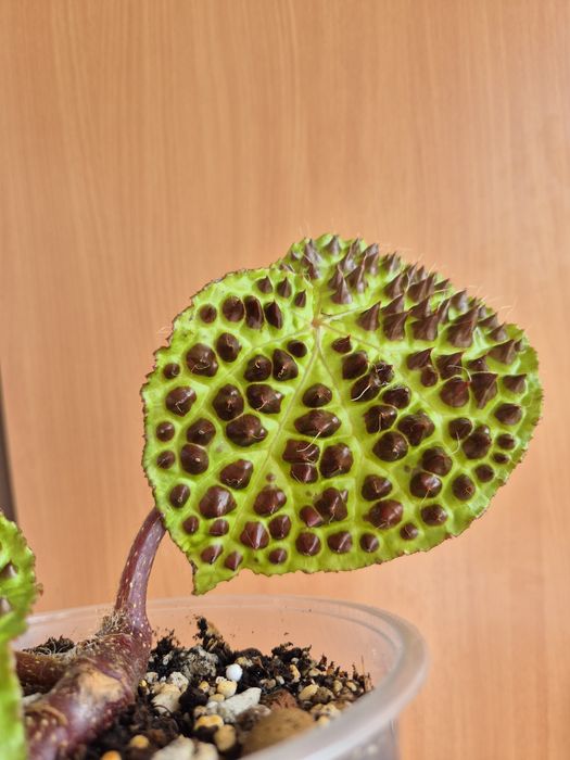 Бегония Ферокс Ferox