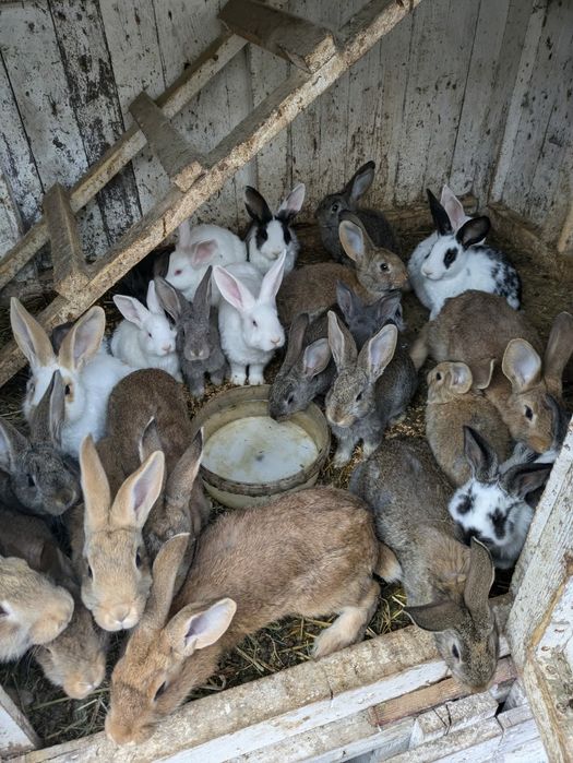 De vânzare iepurași