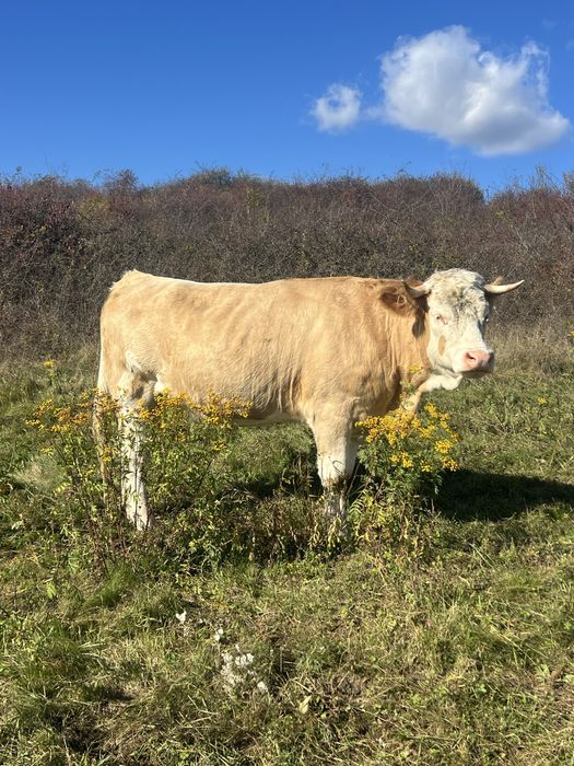 vand juninci la prima fatare