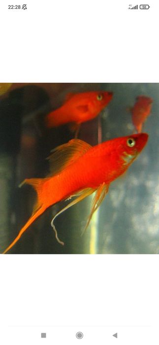 Рыбки для аквариума