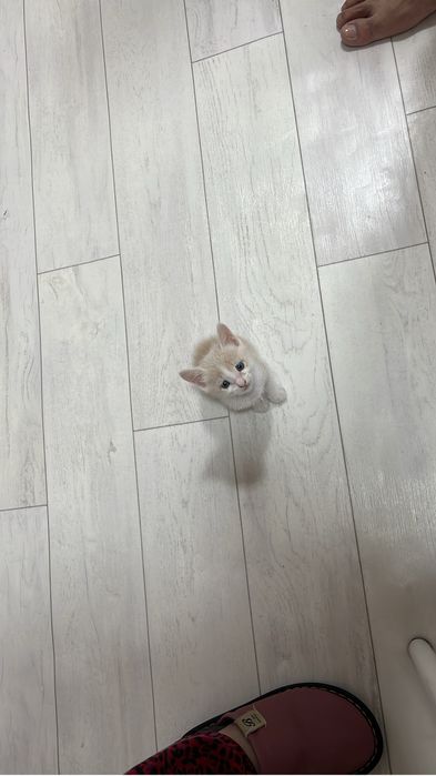 отдам в добрые руки котенка