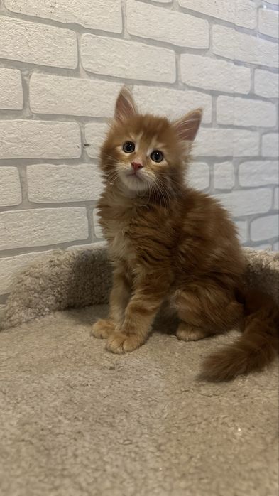 Мейн-Кун-котята- продажа- бронь