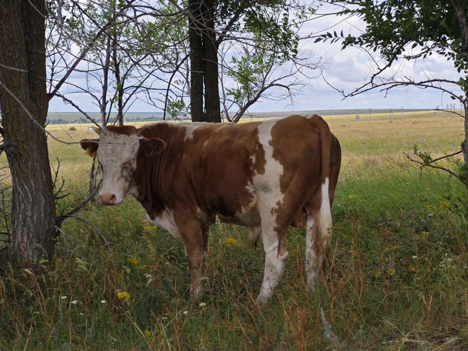 Продам КРС на разведение