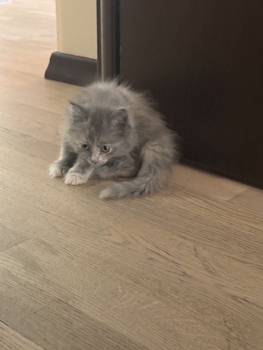 Умные и красивые котята девочки