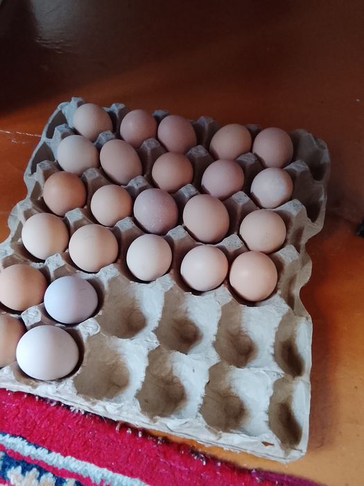 Продам инкубационо на заказе яйцо