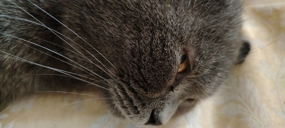 Зотдор мушук сотилади