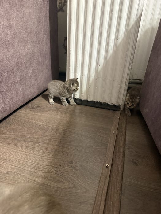 Продам     котят