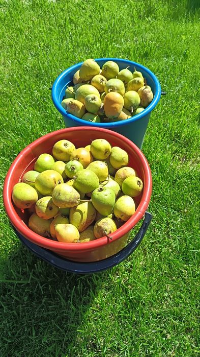 Продам груши, сладкие, для варенья