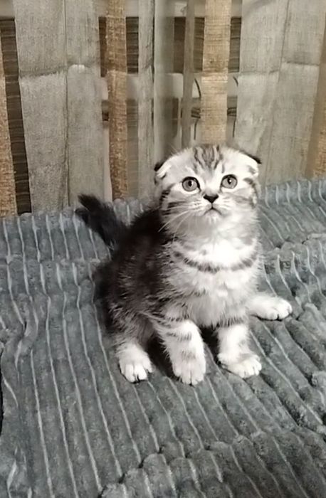 Две девочки Скоттиш фолд.