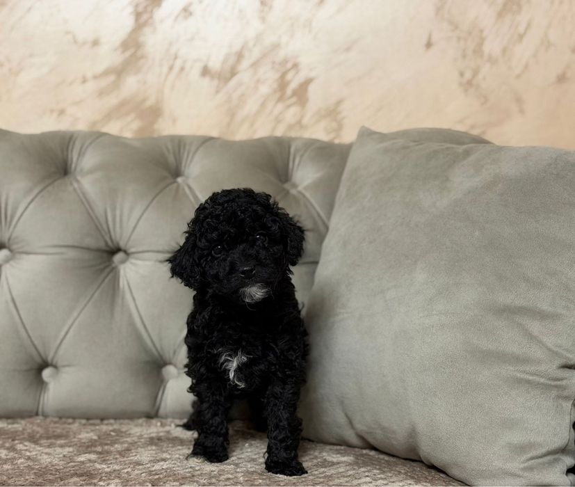 Poodle BLACK - disponibil!