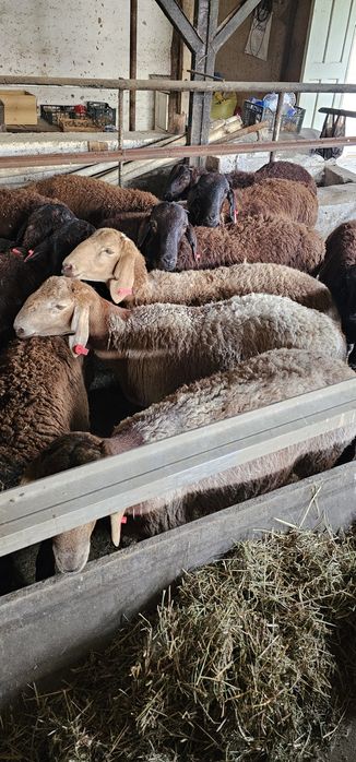 Киргиз кози кучкорлари сотилади