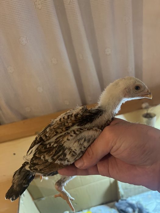 О Шамо цыплята дакан байцовые