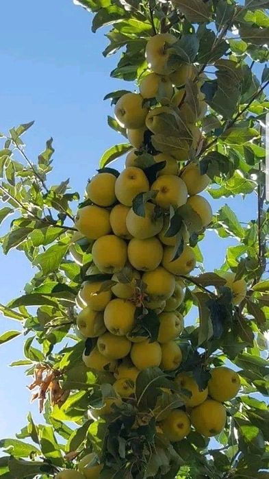 Pomi Fructiferi Columnari (Soiuri De Mar )