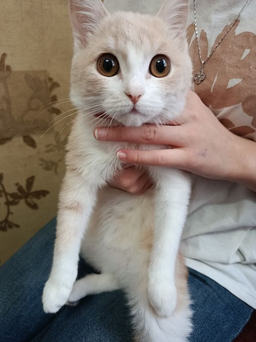 Продается турецкая ангора