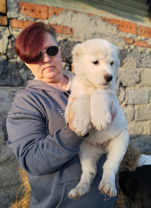 Щенки Среднеазиатской овчарки девочки с отлтродословной