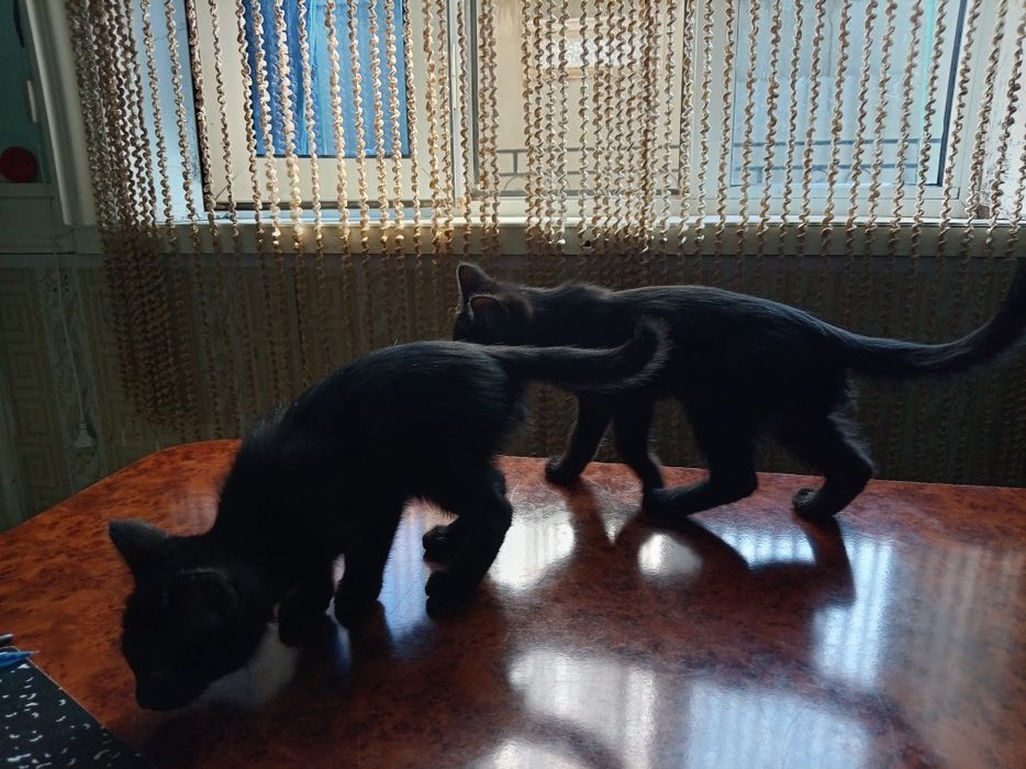 Erkak. Toza uy mushukchalari