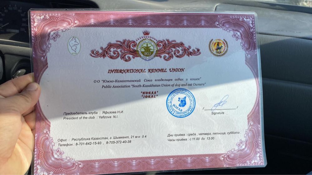 Продается Сучка Лабрадора ретривер с родословной