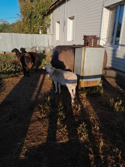 Катумские бараны