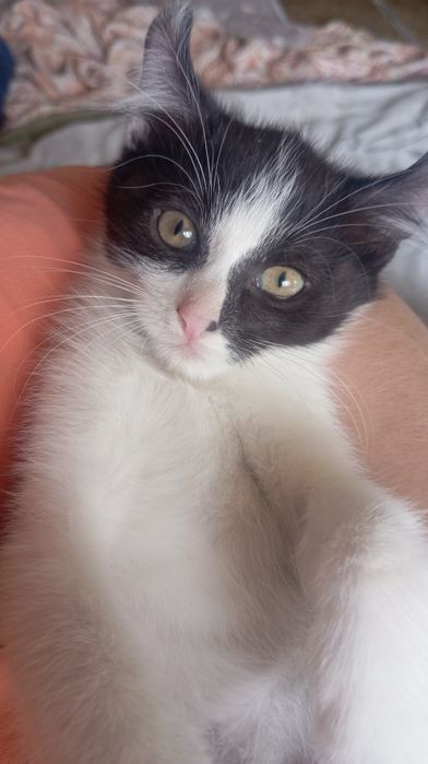 Отдам котят бесплатно