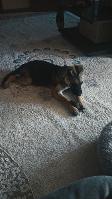 Пропала собака щенок