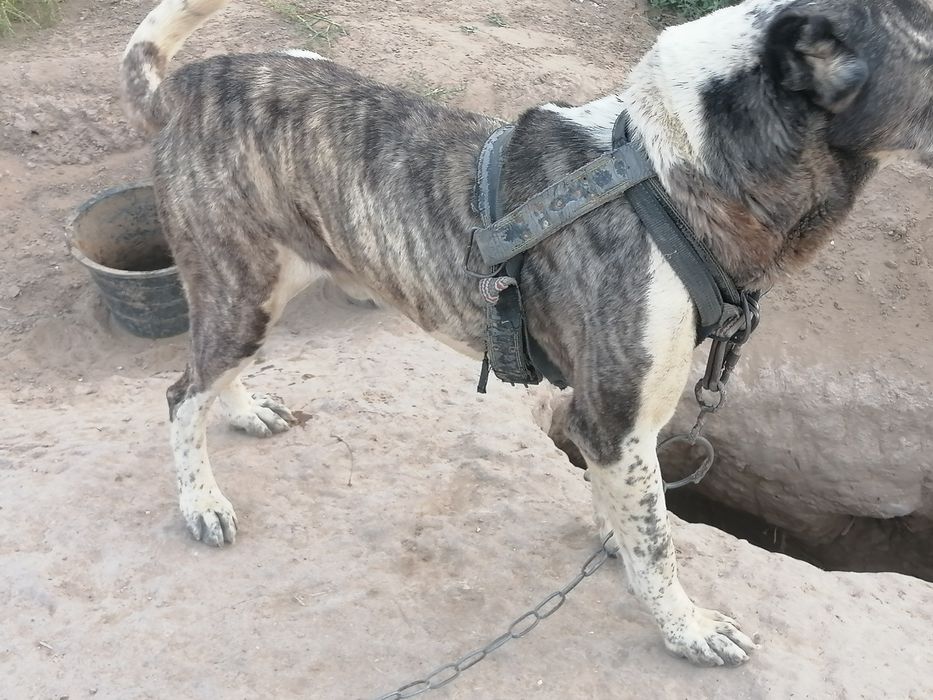 Сабака алабаи 6жасар